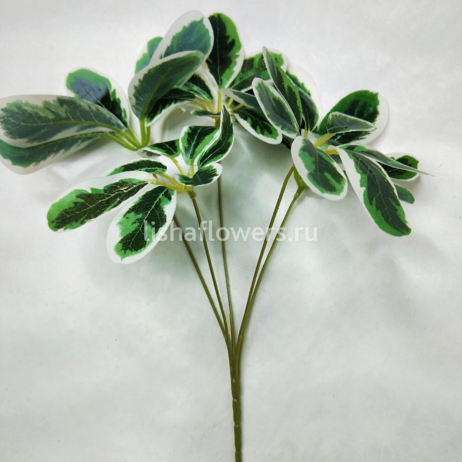 Фикус 35 см.Арт.3107